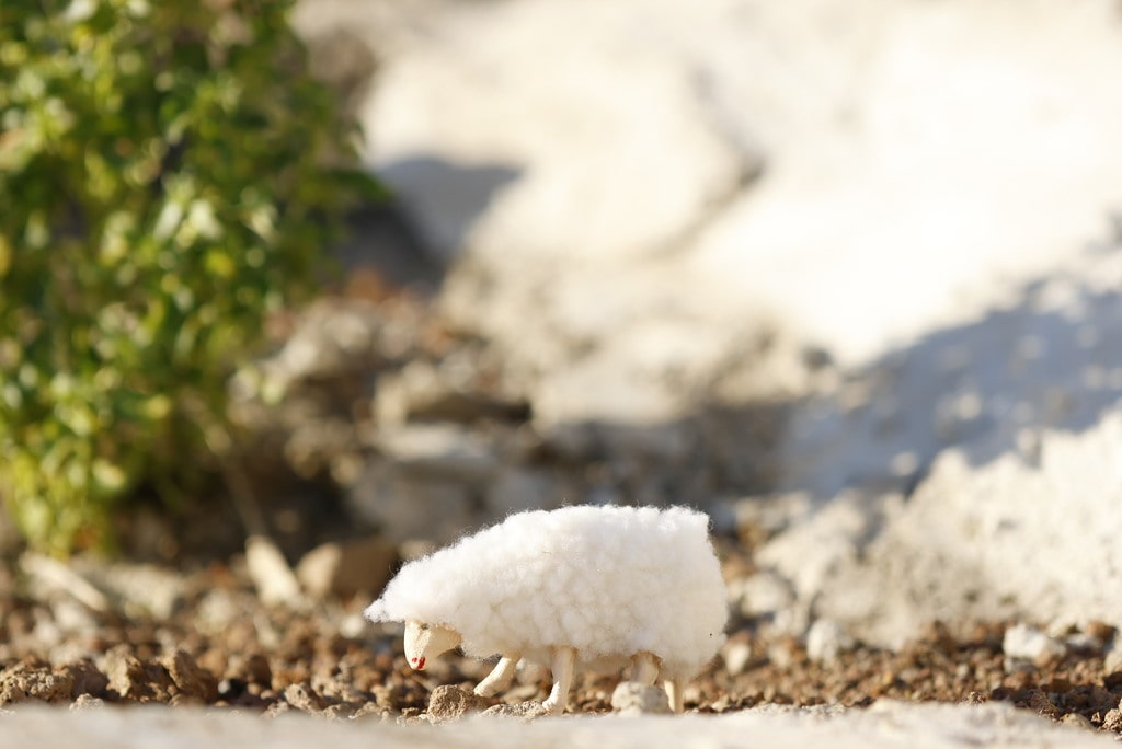 mouton centré et net