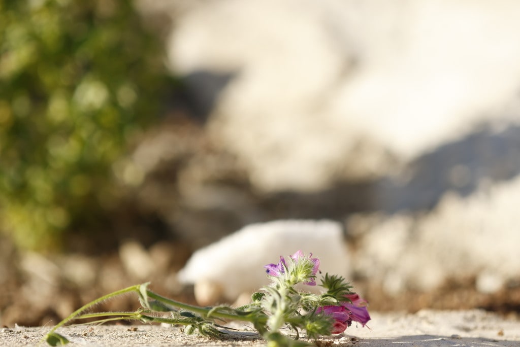 premier plan perturbateur qui fausse l'autofocus
