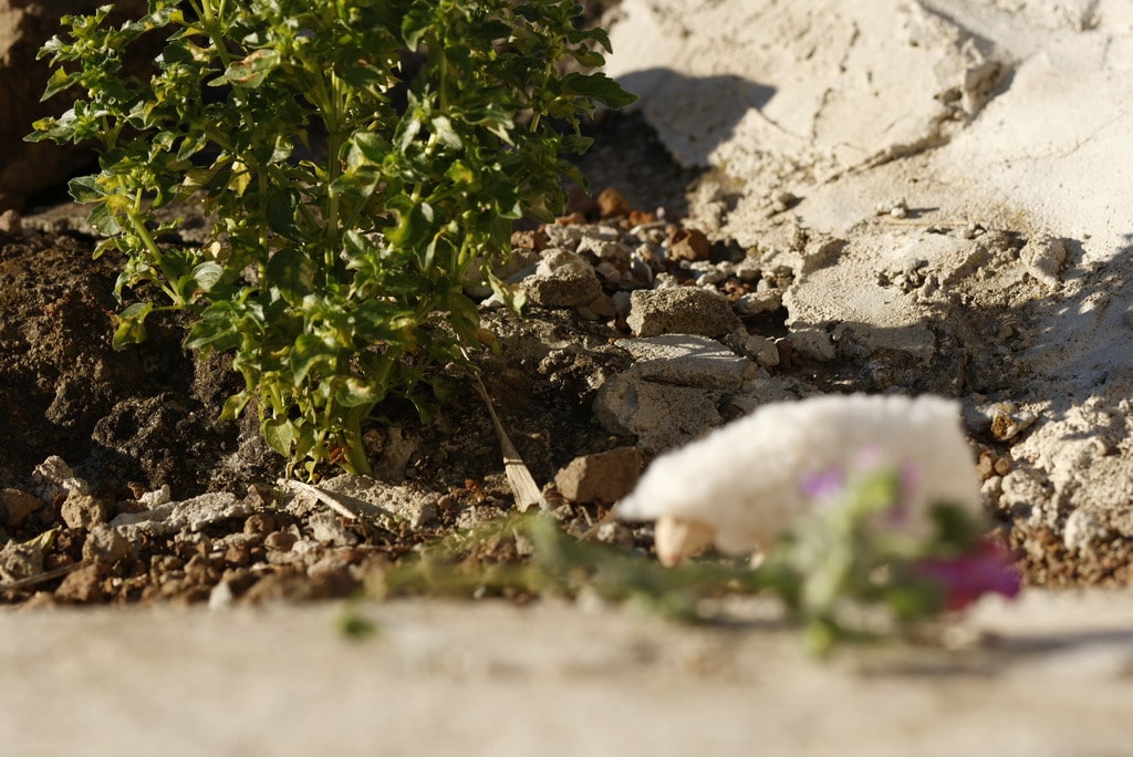 l'autofocus s'est perdu et a fait sur point sur l'arrière-plan
