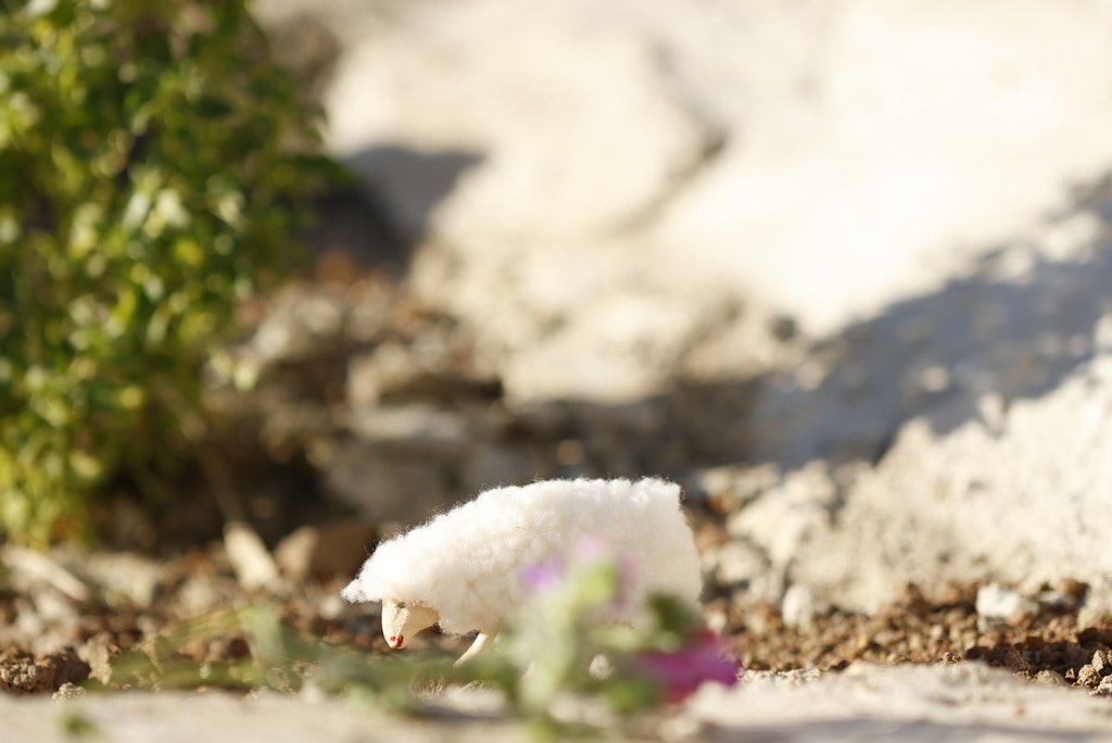 le sujet principal, cad le mouton eest net. Le premier et l'arrière-plan sont flous