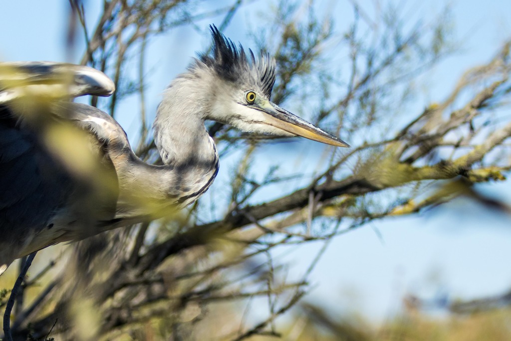 Héron cendré caché dans un arbre